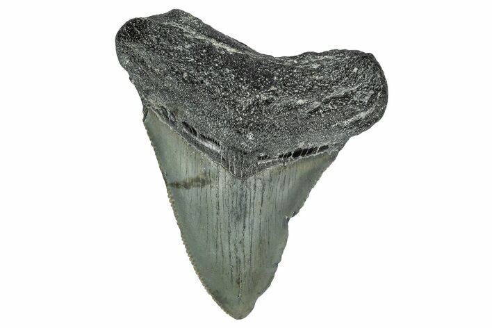 Serrated, Juvenile Megalodon Tooth - North Carolina #338511